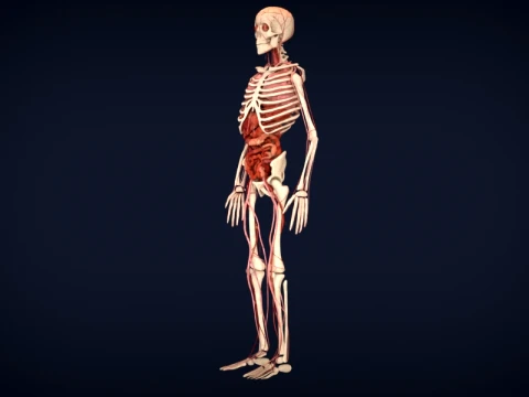 Realistic Human Anatomy 3D Model