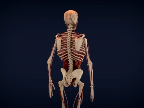 Realistic Human Anatomy 3D Model
