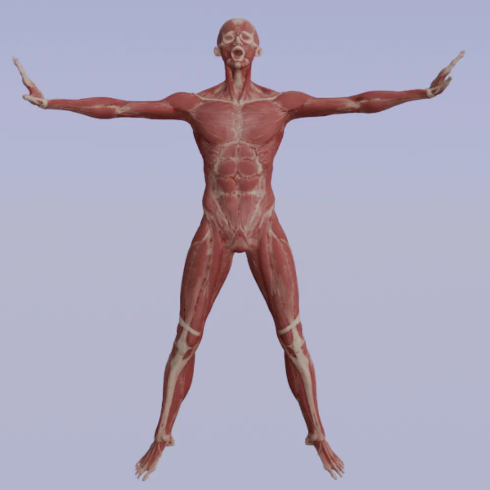 Realistic Human Muscle Anatomy Full Body Anatomical Structure 3D Model .c4d .max .obj .3ds .fbx .stl .blend 