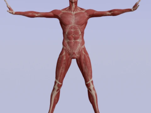 Realistic Human Muscle Anatomy Full Body Anatomical Structure 3D Model