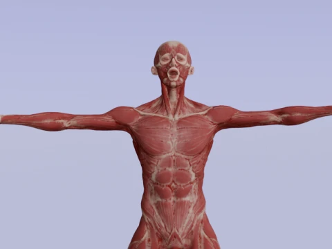 Realistic Human Muscle Anatomy Full Body Anatomical Structure 3D Model