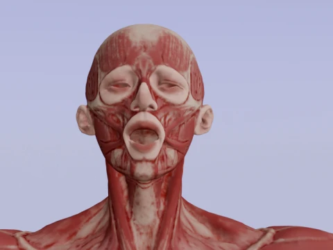 Realistic Human Muscle Anatomy Full Body Anatomical Structure 3D Model