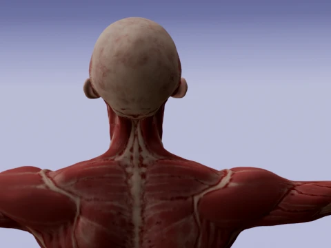 Realistic Human Muscle Anatomy Full Body Anatomical Structure 3D Model