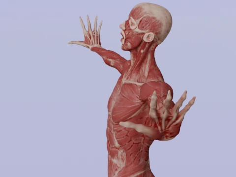 Realistic Human Muscle Anatomy Full Body Anatomical Structure 3D Model