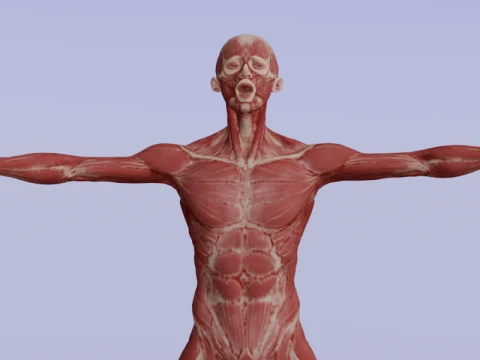 Realistic Human Muscle Anatomy Full Body Anatomical Structure 3D Model