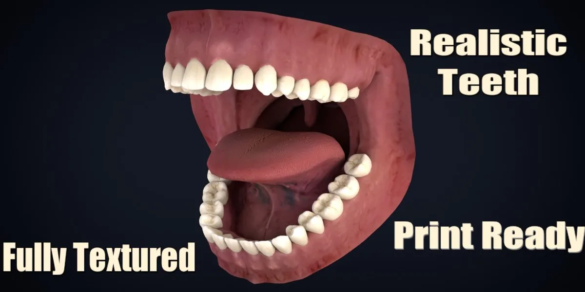 Realistic Human Teeth Anatomy 3D Printable Model 3D Model .c4d .max .obj .3ds .fbx .stl .blend