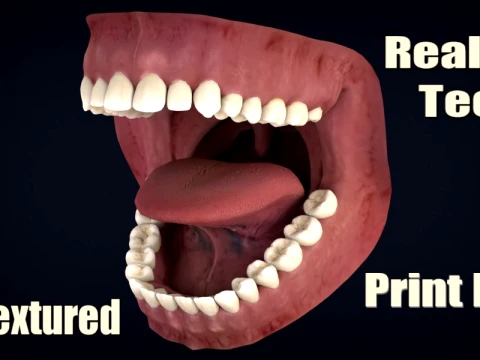 Realistic Human Teeth Anatomy 3D Printable Model 3D Model