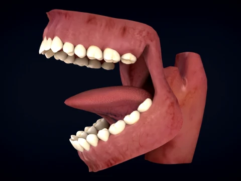 Realistic Human Teeth Anatomy 3D Printable Model 3D Model