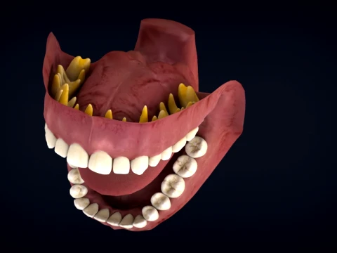 Realistic Human Teeth Anatomy 3D Printable Model 3D Model