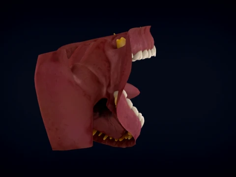 Realistic Human Teeth Anatomy 3D Printable Model 3D Model