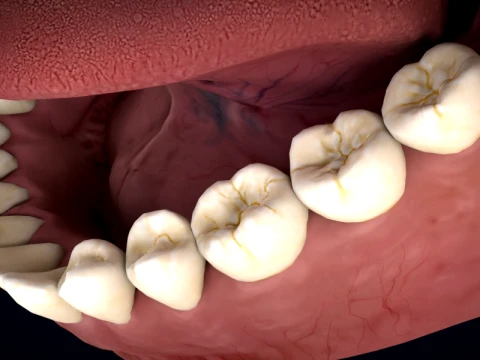 Realistic Human Teeth Anatomy 3D Printable Model 3D Model