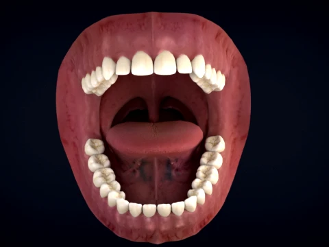 Realistic Human Teeth Anatomy 3D Printable Model 3D Model