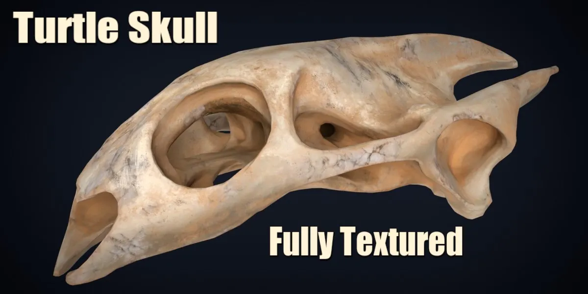 Realistic Turtle Skull 3D Model .c4d .max .obj .3ds .fbx .stl .blend