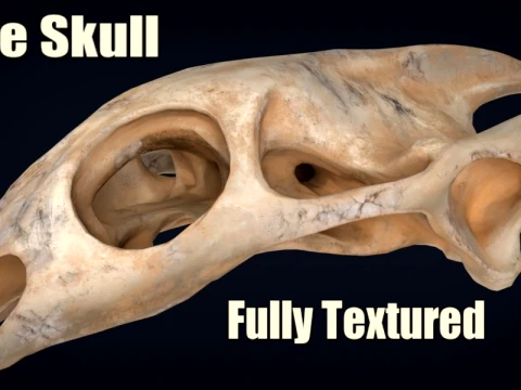 Realistic Turtle Skull 3D Model