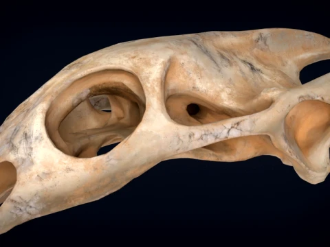 Realistic Turtle Skull 3D Model