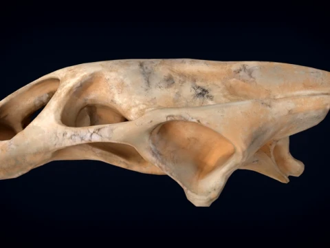 Realistic Turtle Skull 3D Model