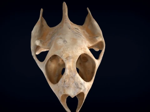 Realistic Turtle Skull 3D Model