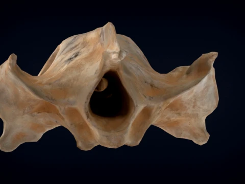Realistic Turtle Skull 3D Model