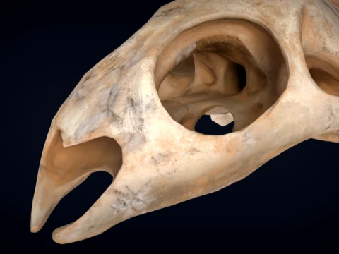 Realistic Turtle Skull 3D Model