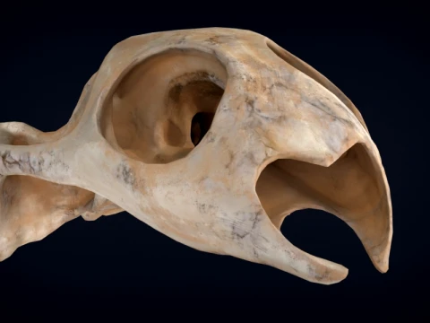 Realistic Turtle Skull 3D Model