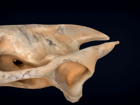 Realistic Turtle Skull 3D Model