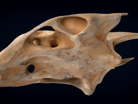 Realistic Turtle Skull 3D Model