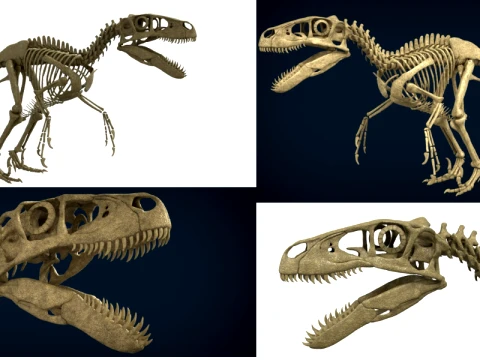 Affichage de squelette de dinosaure très détaillé pour le modèle imprimable en 3D éducatif médical du musée Sepa Modèle 3D