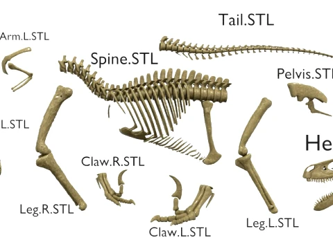 Highly Detailed Dinosaur Skeleton Display for Museum Medical Educational 3D Printable Model Sepa 3D Model