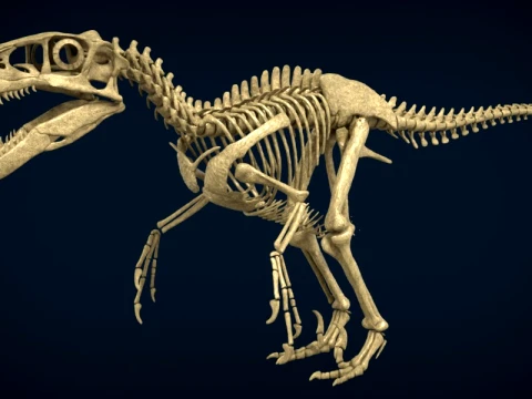Highly Detailed Dinosaur Skeleton Display for Museum Medical Educational 3D Printable Model Sepa 3D Model