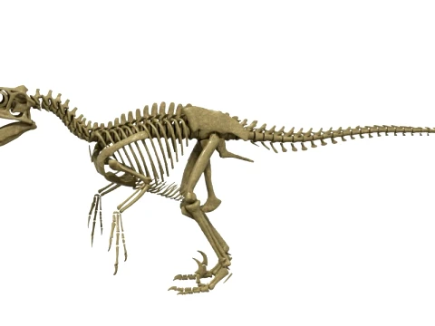 Highly Detailed Dinosaur Skeleton Display for Museum Medical Educational 3D Printable Model Sepa 3D Model