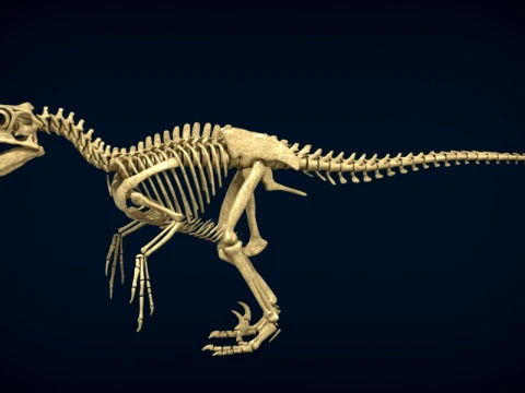 Highly Detailed Dinosaur Skeleton Display for Museum Medical Educational 3D Printable Model Sepa 3D Model
