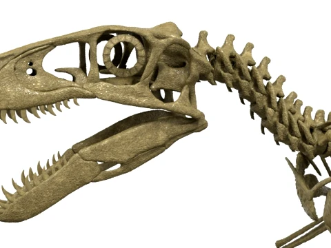 Highly Detailed Dinosaur Skeleton Display for Museum Medical Educational 3D Printable Model Sepa 3D Model