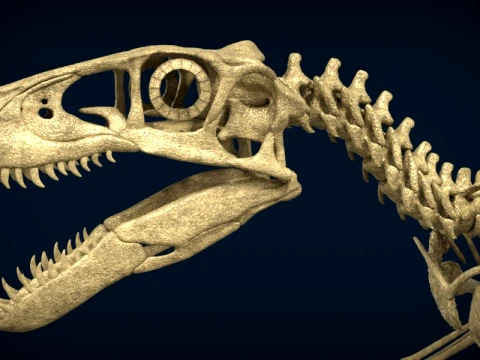 Highly Detailed Dinosaur Skeleton Display for Museum Medical Educational 3D Printable Model Sepa 3D Model