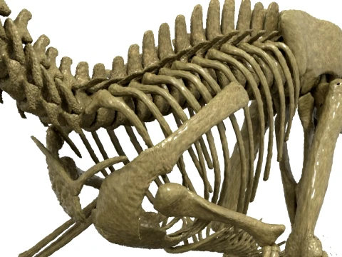 Highly Detailed Dinosaur Skeleton Display for Museum Medical Educational 3D Printable Model Sepa 3D Model