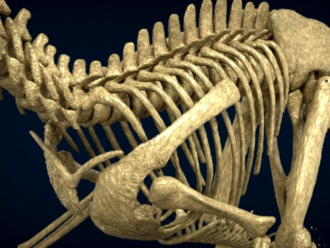 Highly Detailed Dinosaur Skeleton Display for Museum Medical Educational 3D Printable Model Sepa 3D Model
