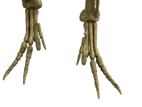Highly Detailed Dinosaur Skeleton Display for Museum Medical Educational 3D Printable Model Sepa 3D Model