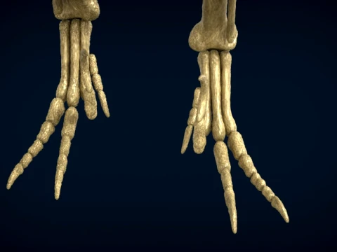 Highly Detailed Dinosaur Skeleton Display for Museum Medical Educational 3D Printable Model Sepa 3D Model