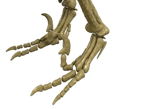 Highly Detailed Dinosaur Skeleton Display for Museum Medical Educational 3D Printable Model Sepa 3D Model