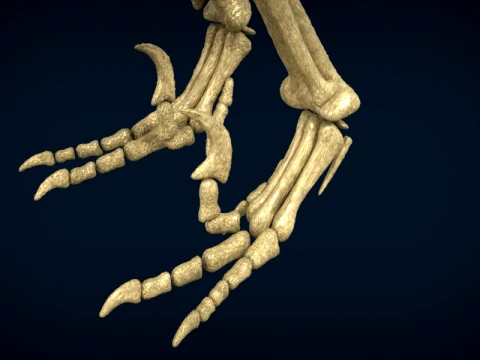 Highly Detailed Dinosaur Skeleton Display for Museum Medical Educational 3D Printable Model Sepa 3D Model