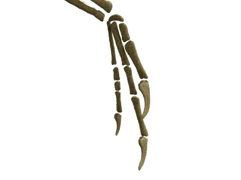 Highly Detailed Dinosaur Skeleton Display for Museum Medical Educational 3D Printable Model Sepa 3D Model