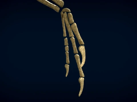 Highly Detailed Dinosaur Skeleton Display for Museum Medical Educational 3D Printable Model Sepa 3D Model