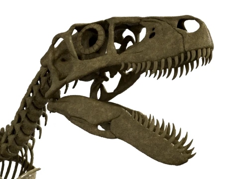 Highly Detailed Dinosaur Skeleton Display for Museum Medical Educational 3D Printable Model Sepa 3D Model