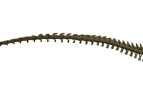 Highly Detailed Dinosaur Skeleton Display for Museum Medical Educational 3D Printable Model Sepa 3D Model