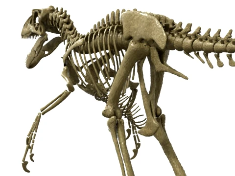 Highly Detailed Dinosaur Skeleton Display for Museum Medical Educational 3D Printable Model Sepa 3D Model