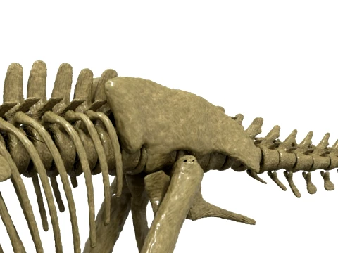 Highly Detailed Dinosaur Skeleton Display for Museum Medical Educational 3D Printable Model Sepa 3D Model
