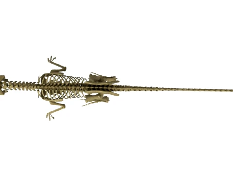 Highly Detailed Dinosaur Skeleton Display for Museum Medical Educational 3D Printable Model Sepa 3D Model