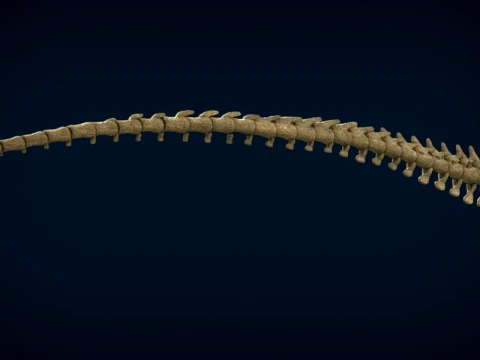 Highly Detailed Dinosaur Skeleton Display for Museum Medical Educational 3D Printable Model Sepa 3D Model