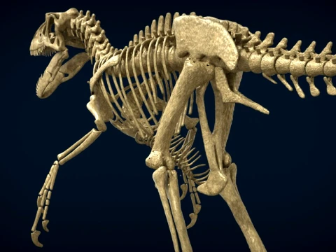 Highly Detailed Dinosaur Skeleton Display for Museum Medical Educational 3D Printable Model Sepa 3D Model