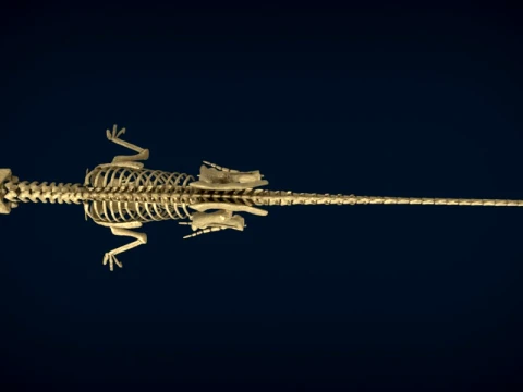 Highly Detailed Dinosaur Skeleton Display for Museum Medical Educational 3D Printable Model Sepa 3D Model