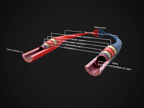 Artery Vein Anatomy STL Detailed Blood Vessel Wall Capillary Network 3D Printable Medical 3D Model
